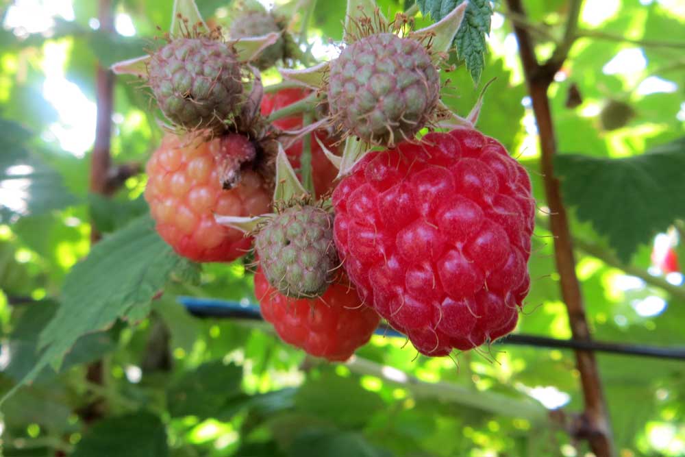 Himbeeren